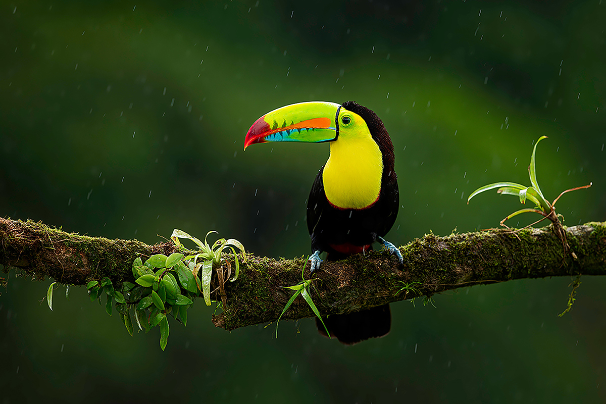 Toucan on branch by Zdenek Machacek on Unsplash